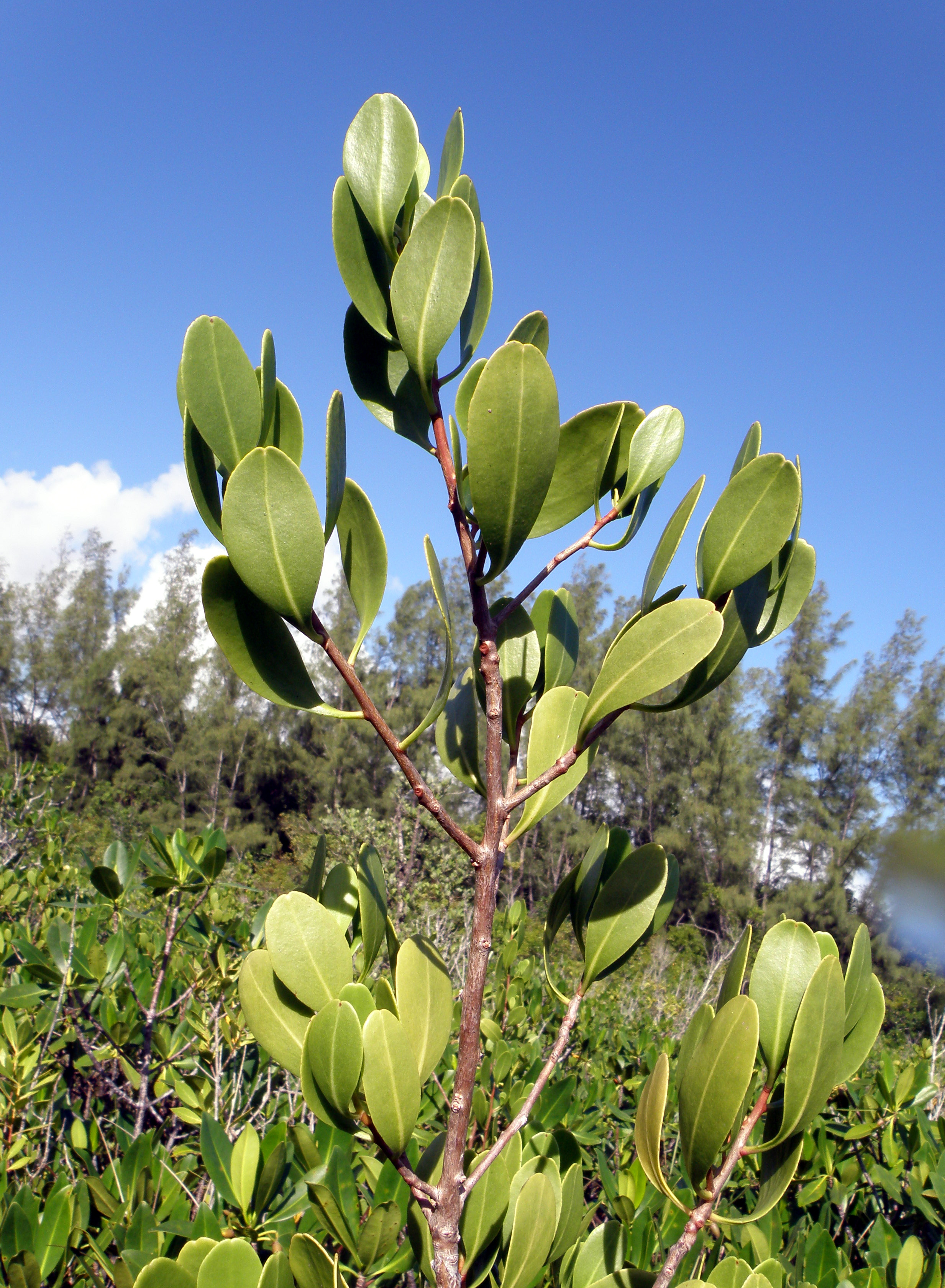 Lumnitzera racemosa